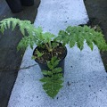 Cyathea brownii 